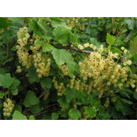 Смородина Виксне (белая)