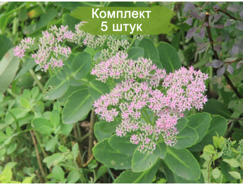 Комплект 5шт  / Очиток (седум) Красноточечный
