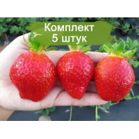 Комплект 5шт  / Клубника Маджестик (Ремонтантная/Ранняя)