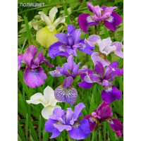 Ирис Сибирика Бридерс Микс (sibirica Breeders Mix)